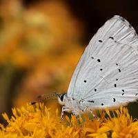 Holly Blue 